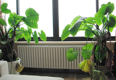 购买星欧注册首要考虑的问题是安全